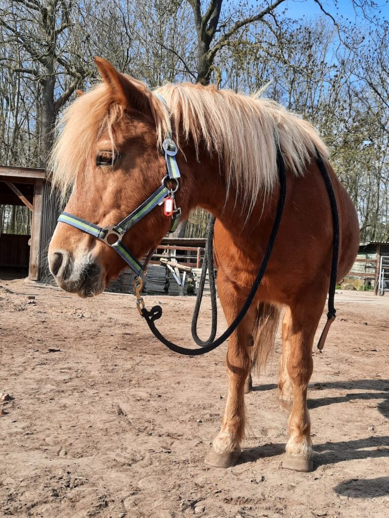 BIld von Aiwa im Sonnenschein