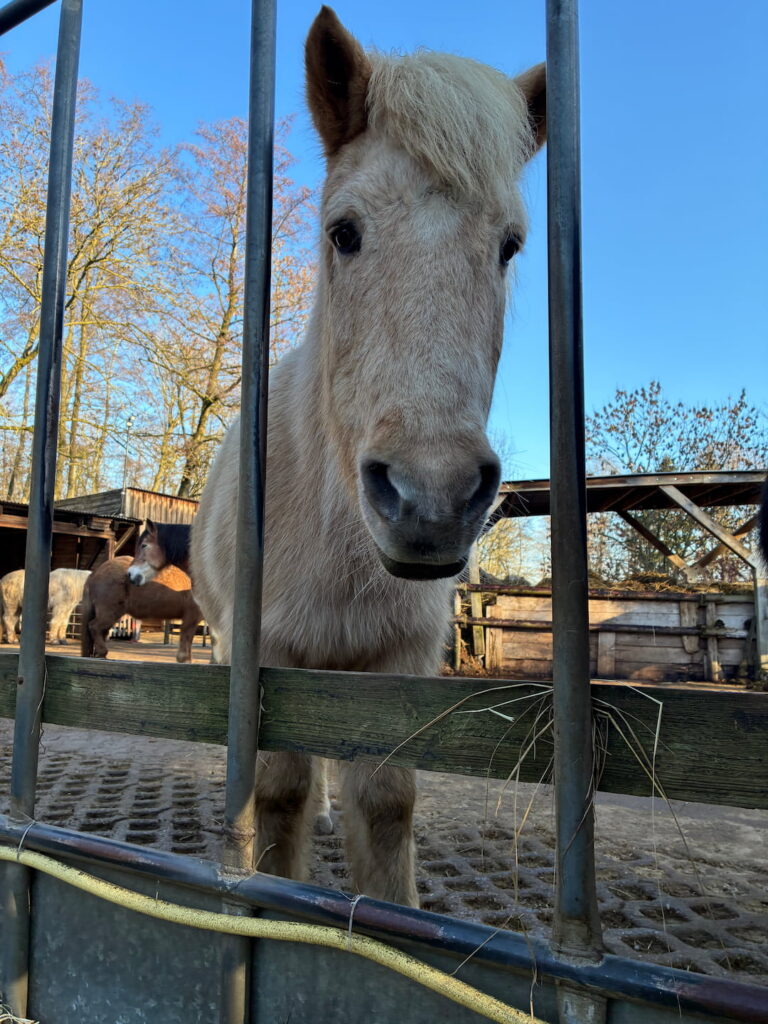 Ein Bild von Pferd Pjalla