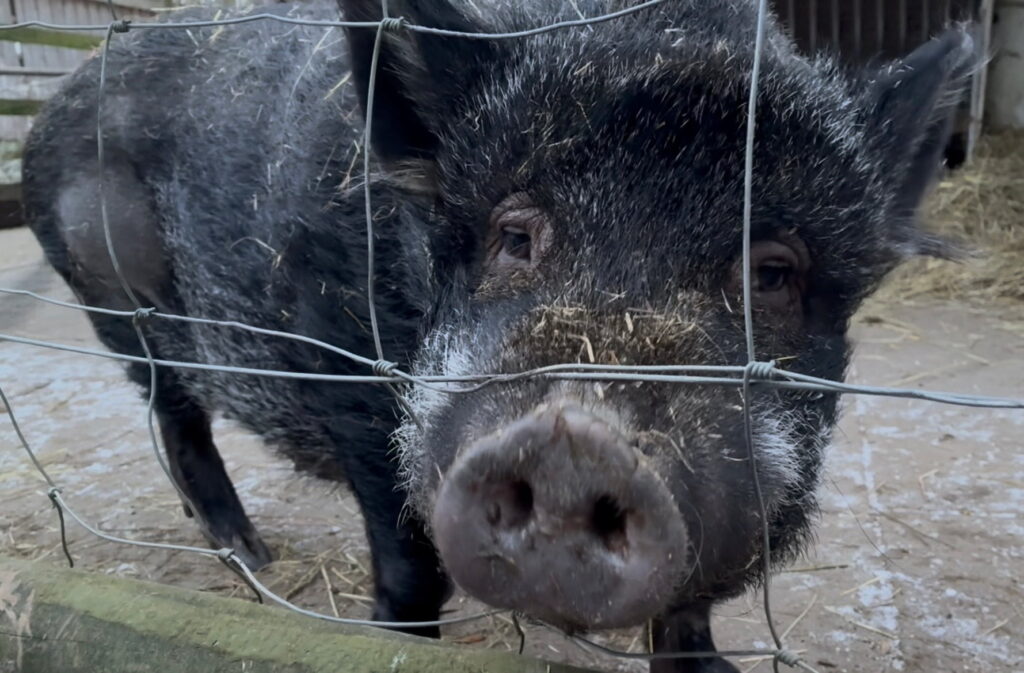 Ein Bild von Schwein Greta