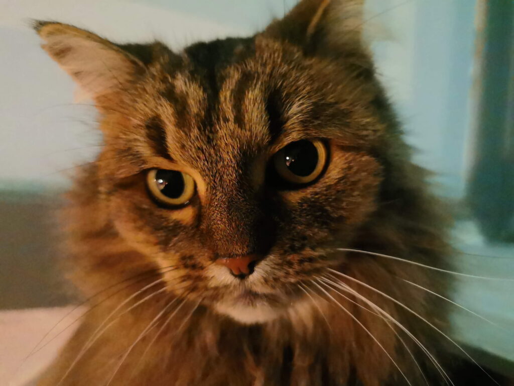 Ein Bild von Katze Lucy