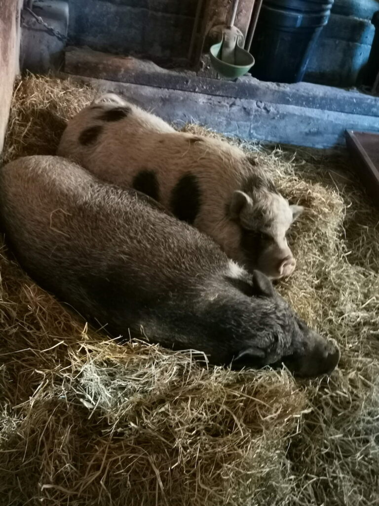 Ein Bild von Schwein Smilla