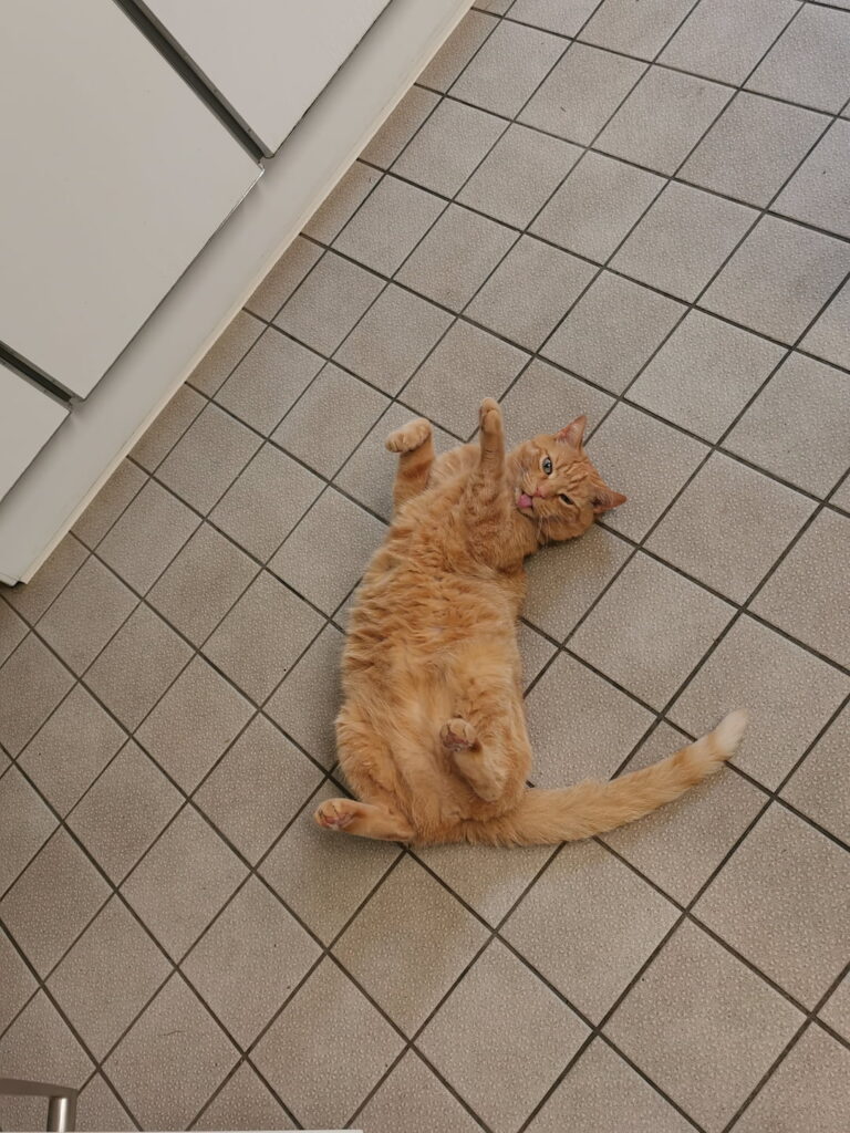 Ein Bild von Katze Uther