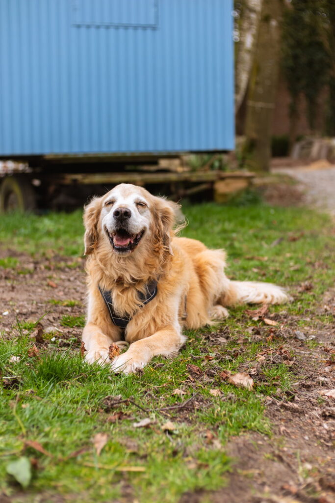 Ein Bild vom Hund Colin