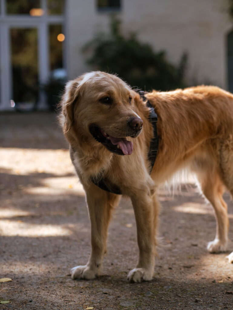 Ein Bild vom Hund Henry