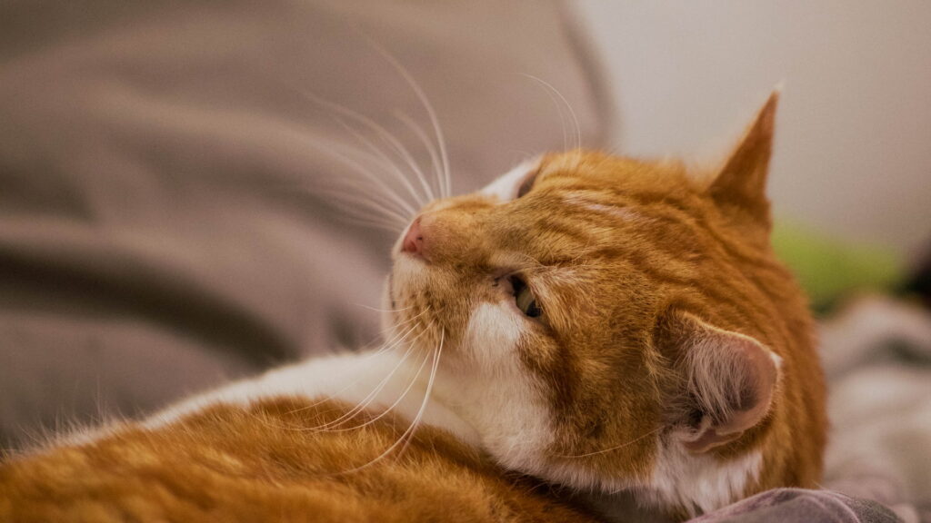 Ein Bild von Katze Eric