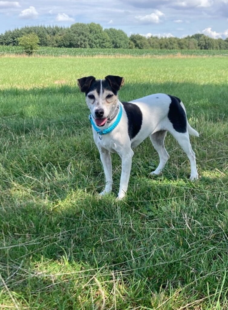 Ein Bild vom Hund Lovis