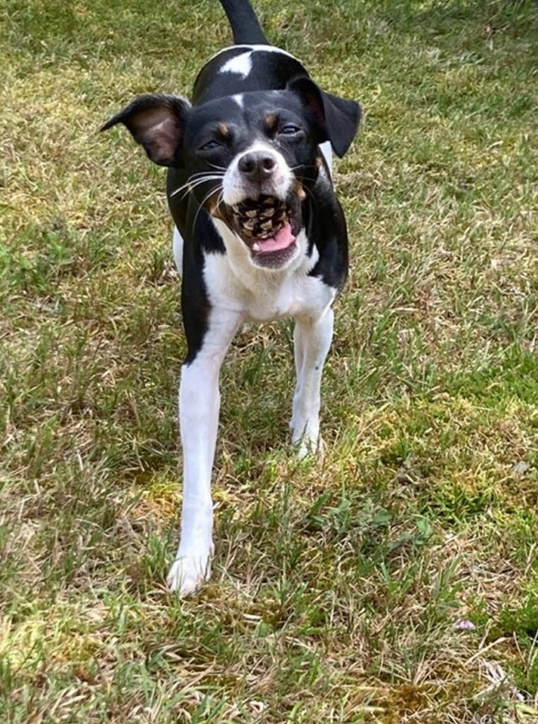 Ein Bild vom Hund Tilda