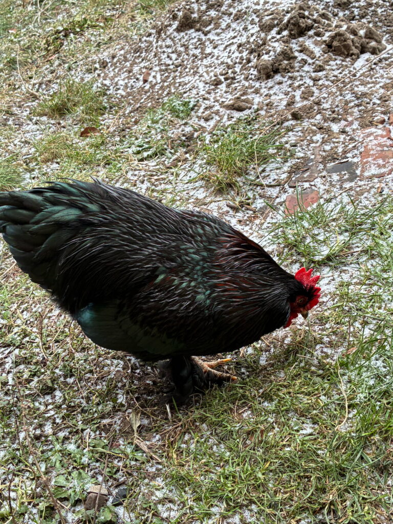 Ein Bild vom Huhn Mr. Black