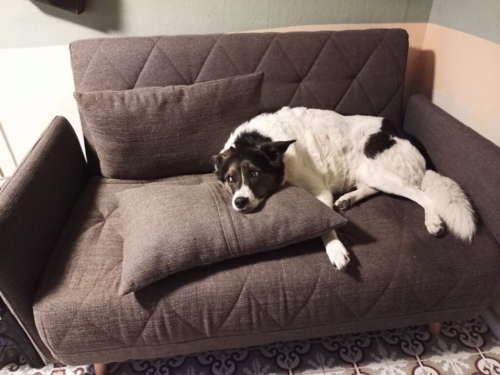 Ein Bild vom Hund Enna