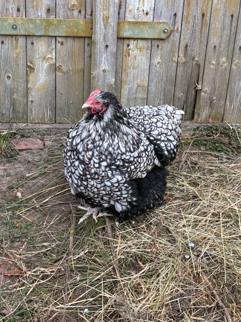 Ein Bild vom Huhn Lily