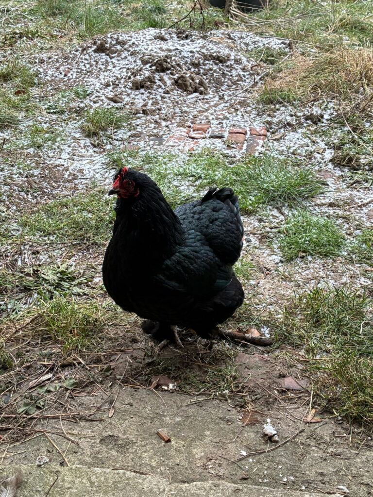 Ein Bild vom Huhn Tinte